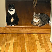 Simba And Mittens joined the competition — help win amazing prizes! cat, tuxedo_cat, tabby_cat, indoor, wooden_floor, doorway, pet, animal, feline, resting, sitting, relaxed, domestic, two_cats, fur, whiskers, ears, eyes, home, quiet