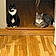 Simba And Mittens