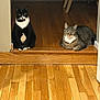 cat, tuxedo_cat, tabby_cat, indoor, wooden_floor, doorway, pet, animal, feline, resting, sitting, relaxed, domestic, two_cats, fur, whiskers, ears, eyes, home, quiet