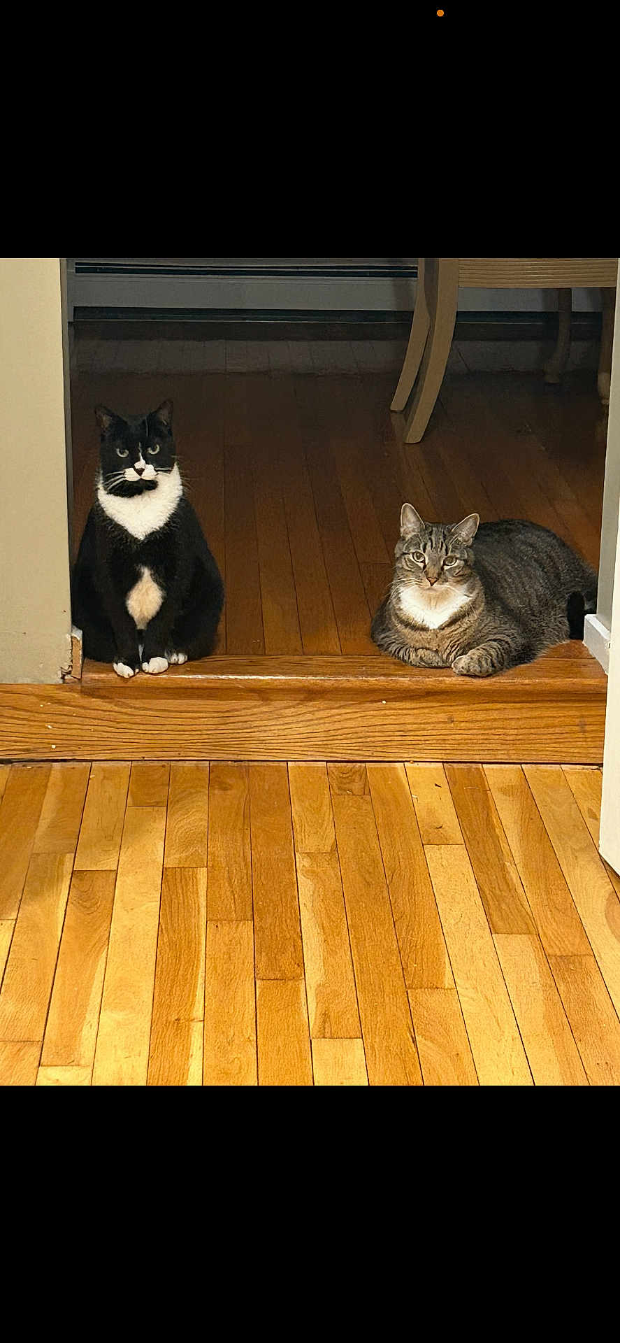 Simba And Mittens joined the competition — help win amazing prizes! cat, tuxedo_cat, tabby_cat, indoor, wooden_floor, doorway, pet, animal, feline, resting, sitting, relaxed, domestic, two_cats, fur, whiskers, ears, eyes, home, quiet