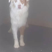 Buffy participe au concours pour gagner de l'argent avec cette photo : dog, standing, blurry, indoor, floor, white, brown, pet, animal, canine, fur, ears, eyes, snout, legs, tail, portrait, alone, looking, quiet