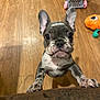 french_bulldog, puppy, dog, indoor, wooden_floor, toys, pink_toy_stroller, curious, brown_leather, pet, pet_paw, animal, young_dog, looking_up, playful, home, floor, wide_eyes, small_dog, domestic_animal