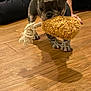Winston joined the competition — help win amazing prizes! french_bulldog, puppy, dog, toy, rope_toy, wooden_floor, pet, playful, indoor, brown_floor, animal, canine, pet_toy, small_dog, legs, person, black_pants, cute, fur, playtime
