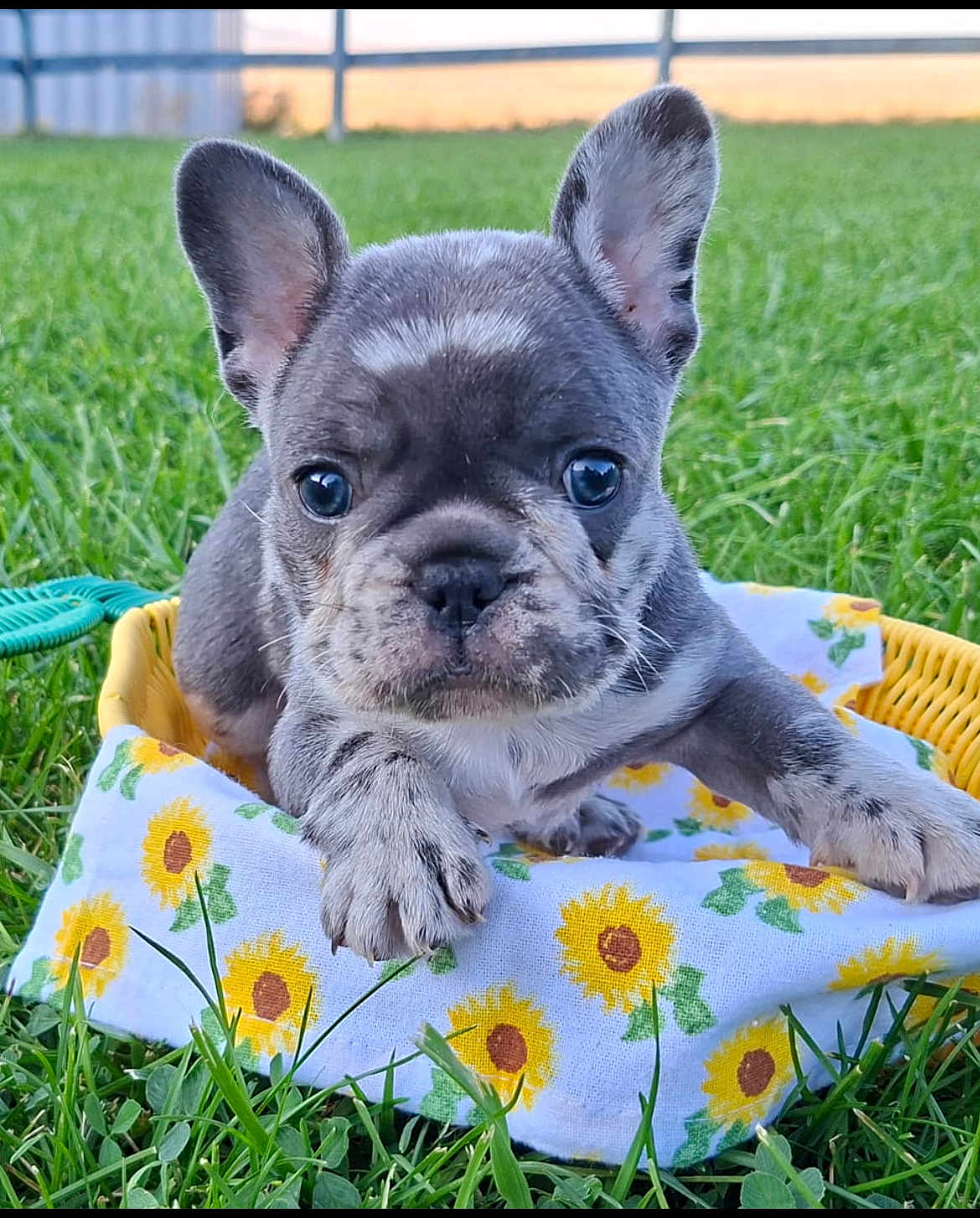 Winston