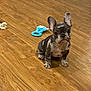 Winston joined the competition — help win amazing prizes! puppy, dog, french_bulldog, wooden_floor, toy, blue_toy, pet, young_dog, indoor, small_dog, curious, ears_up, sitting, animal, companion, cute, domestic_animal, flooring, playful, adorable