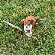 Rodney Farva joined the competition — help win amazing prizes! puppy, dog, grass, outdoor, stick, brown, white, blue_eyes, animal, pet, nature, playful, young, cute, lying_down, summer, canine, small, adorable, mammal