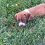 Rodney Farva joined the competition — help win amazing prizes! puppy, grass, outdoor, young_dog, brown, white, animal, pet, nature, greenery, canine, playing, curious, small, fur, eyes, head, snout, daylight, field