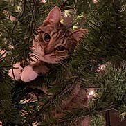 Glitch joined the competition — help win amazing prizes! cat, tabby_cat, christmas_tree, holiday_lights, indoor, curious, pet, animal, greenery, festive, paws, whiskers, feline, tree_branch, climbing, cute, playful, closeup, decorations, holiday