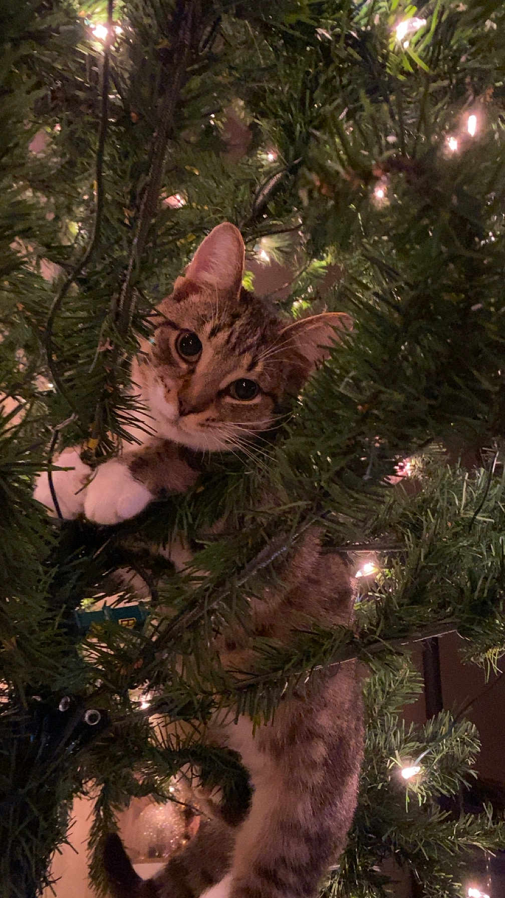 Glitch joined the competition — help win amazing prizes! cat, tabby_cat, christmas_tree, holiday_lights, indoor, curious, pet, animal, greenery, festive, paws, whiskers, feline, tree_branch, climbing, cute, playful, closeup, decorations, holiday
