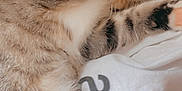 Glitch is registered to the contest to win money with this photo: cat, tabby, sleeping, paw, feline, pet, fur, whiskers, closeup, cozy, resting, indoor, soft, blanket, cute, animal, mammal, cute_pet, relaxed, domestic_cat