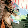 Glitch is registered to the contest to win money with this photo: cat, tabby, sleeping, animal, pet, paw, striped, human_hand, clothing, colorful, shirt, resting, indoor, cozy, napping, closeup, feline, relaxed, soft, casual