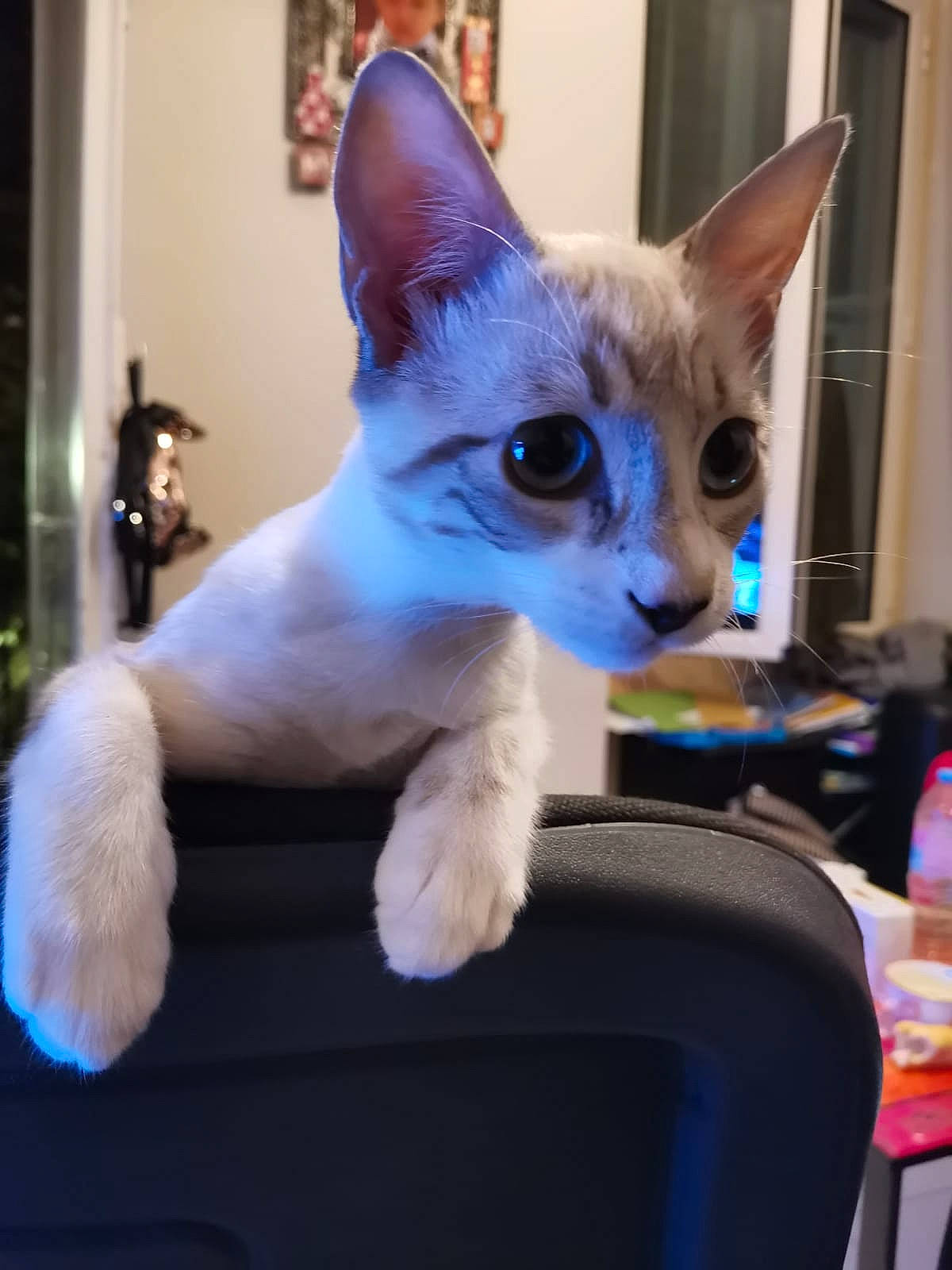 Yukiko participe au concours pour gagner de l'argent avec cette photo : asian, carnivore, cat, colorpoint_shorthair, cornish_rex, devon_rex, ear, fawn, felidae, fur, german_rex, javanese, kitten, mammal, oriental_shorthair, small_to_medium_sized_cats, tail, vertebrate, whiskers