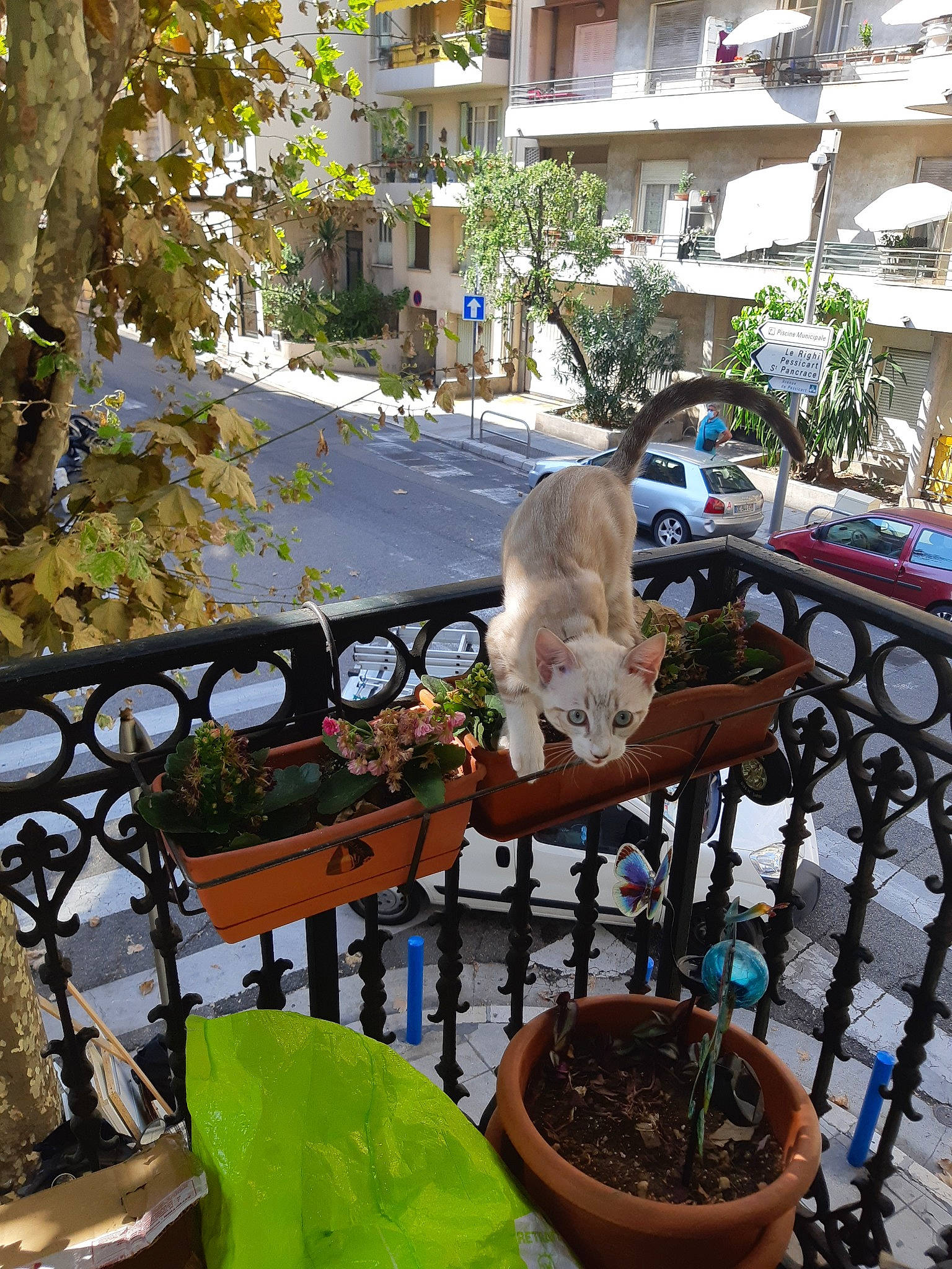 Yukiko participe au concours pour gagner de l'argent avec cette photo : cat, fawn, felidae, houseplant, plant, small_to_medium_sized_cats, tree