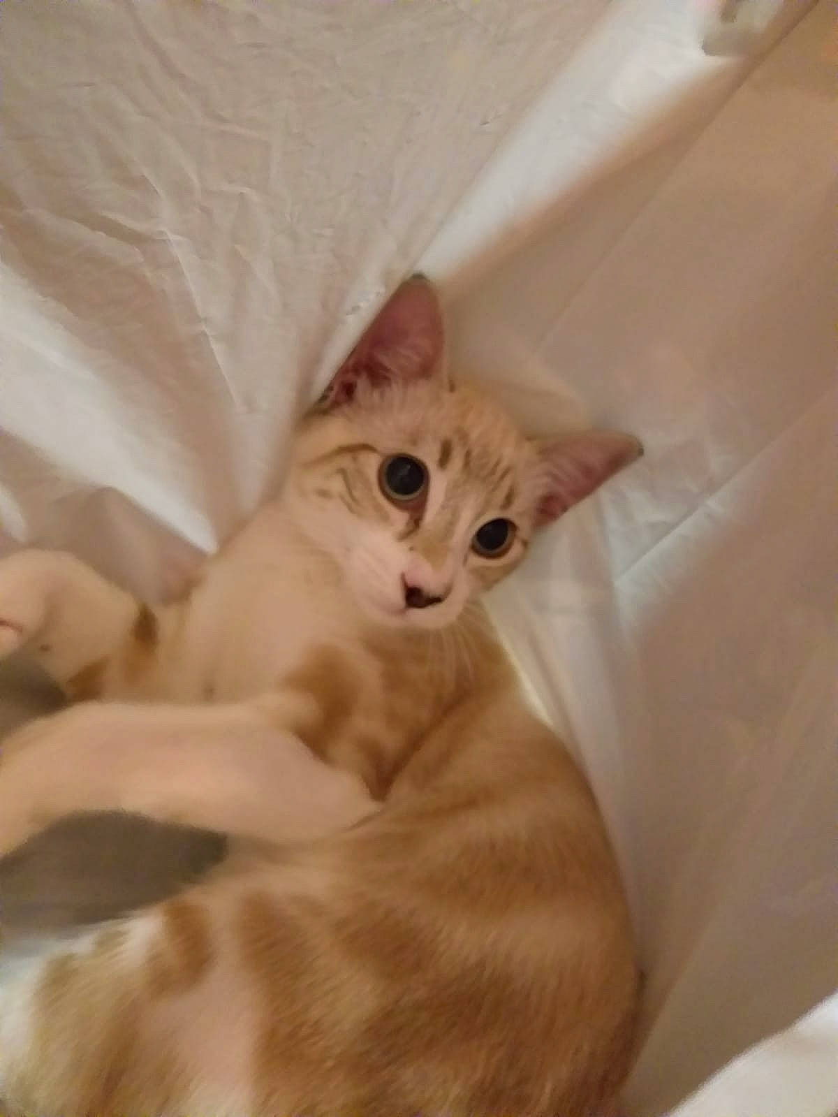 Yukiko a rejoint le concours — aidez-le/la à gagner de superbes lots ! aegean_cat, arabian_mau, asian, australian_mist, burmilla, carnivore, cat, european_shorthair, fawn, felidae, kitten, mammal, oriental_longhair, singapura, small_to_medium_sized_cats, whiskers