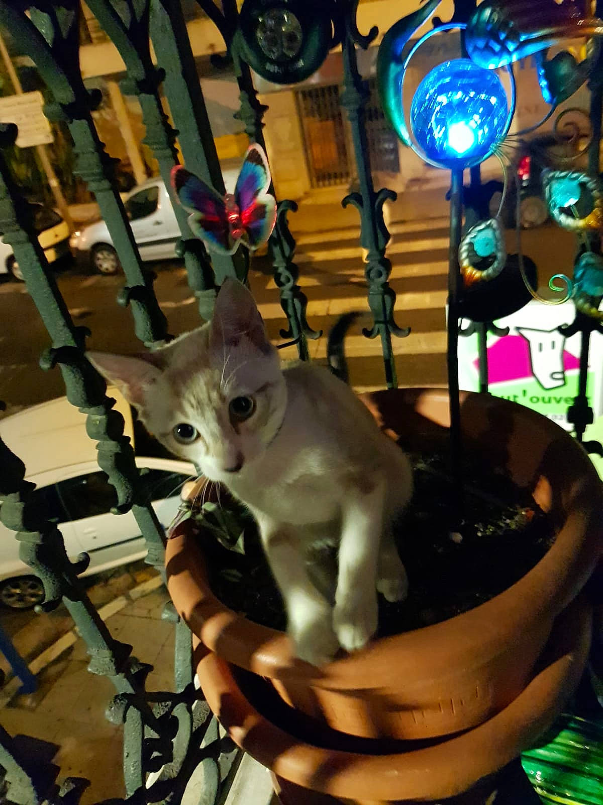 Yukiko a rejoint le concours — aidez-le/la à gagner de superbes lots ! asian, carnivore, cat, fawn, felidae, small_to_medium_sized_cats, whiskers