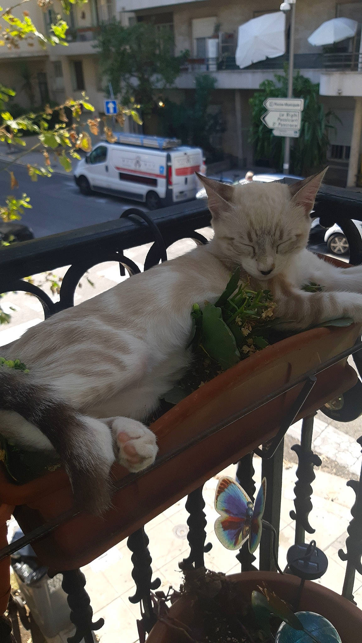 Yukiko participe au concours pour gagner de l'argent avec cette photo : aegean_cat, asian, bench, carnivore, cat, chair, domestic_short_haired_cat, fawn, felidae, furniture, outdoor_furniture, small_to_medium_sized_cats, table, tail