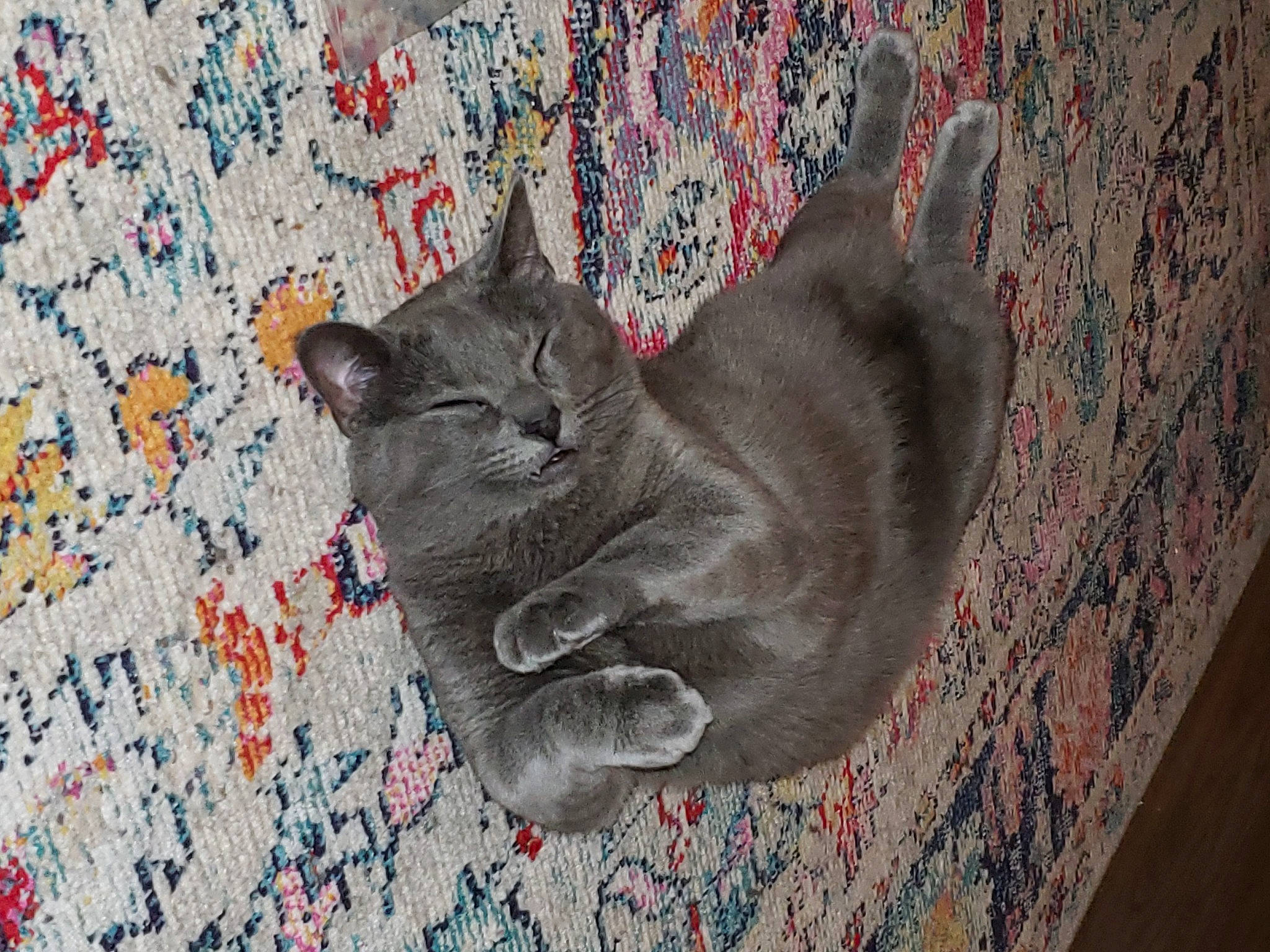 Noctis joined the competition — help win amazing prizes! art, black_cat, carnivore, cat, comfort, denim, domestic_short_haired_cat, felidae, flooring, fur, grey, linens, pattern, paw, russian_blue, small_to_medium_sized_cats, tail, whiskers, wood, woven_fabric