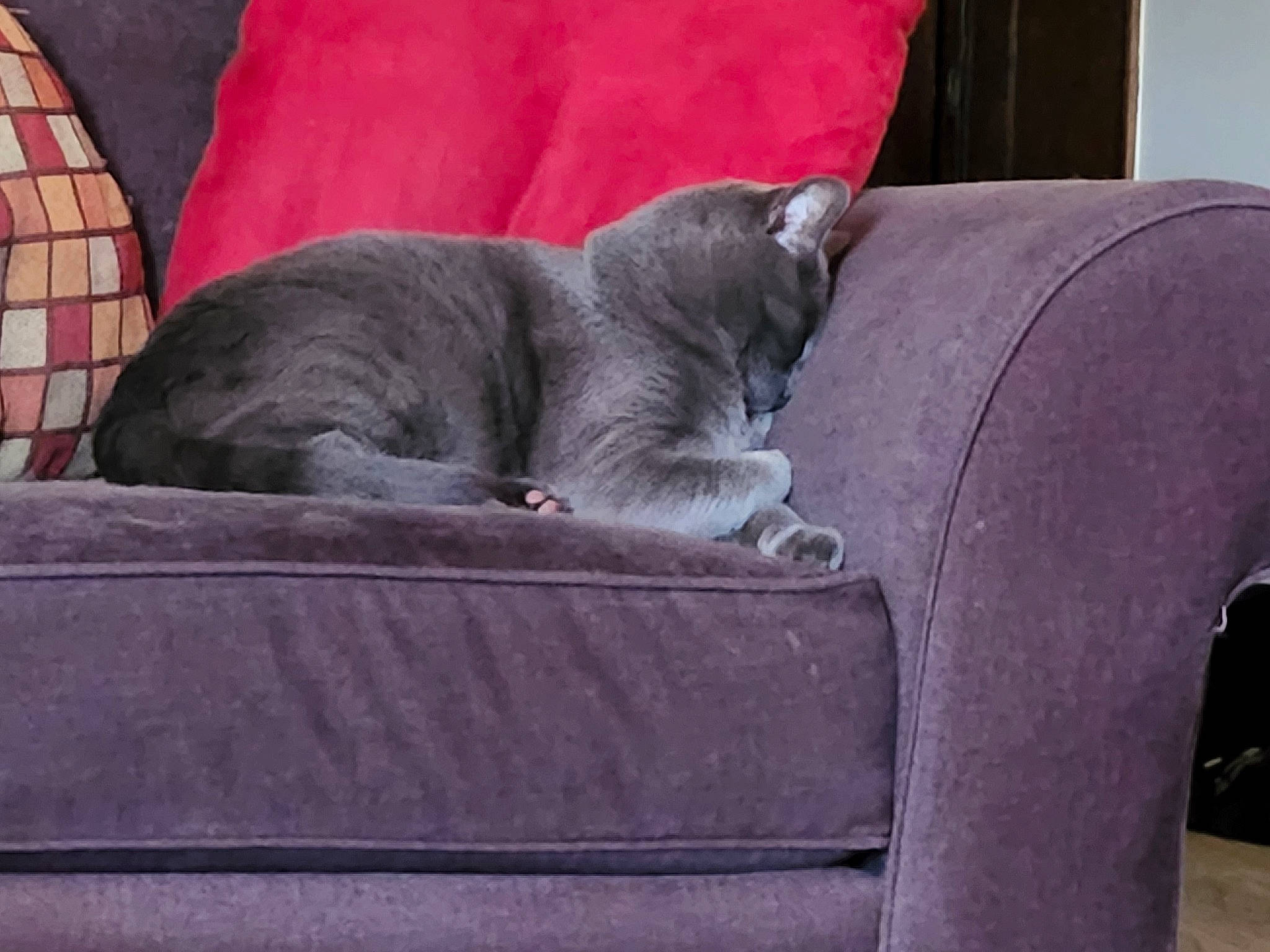 Noctis is registered to the contest to win money with this photo: carnivore, cat, comfort, domestic_short_haired_cat, felidae, fur, grey, magenta, plaid, rectangle, russian_blue, sitting, slipcover, small_to_medium_sized_cats, table, tail, tartan, vehicle, whiskers, window