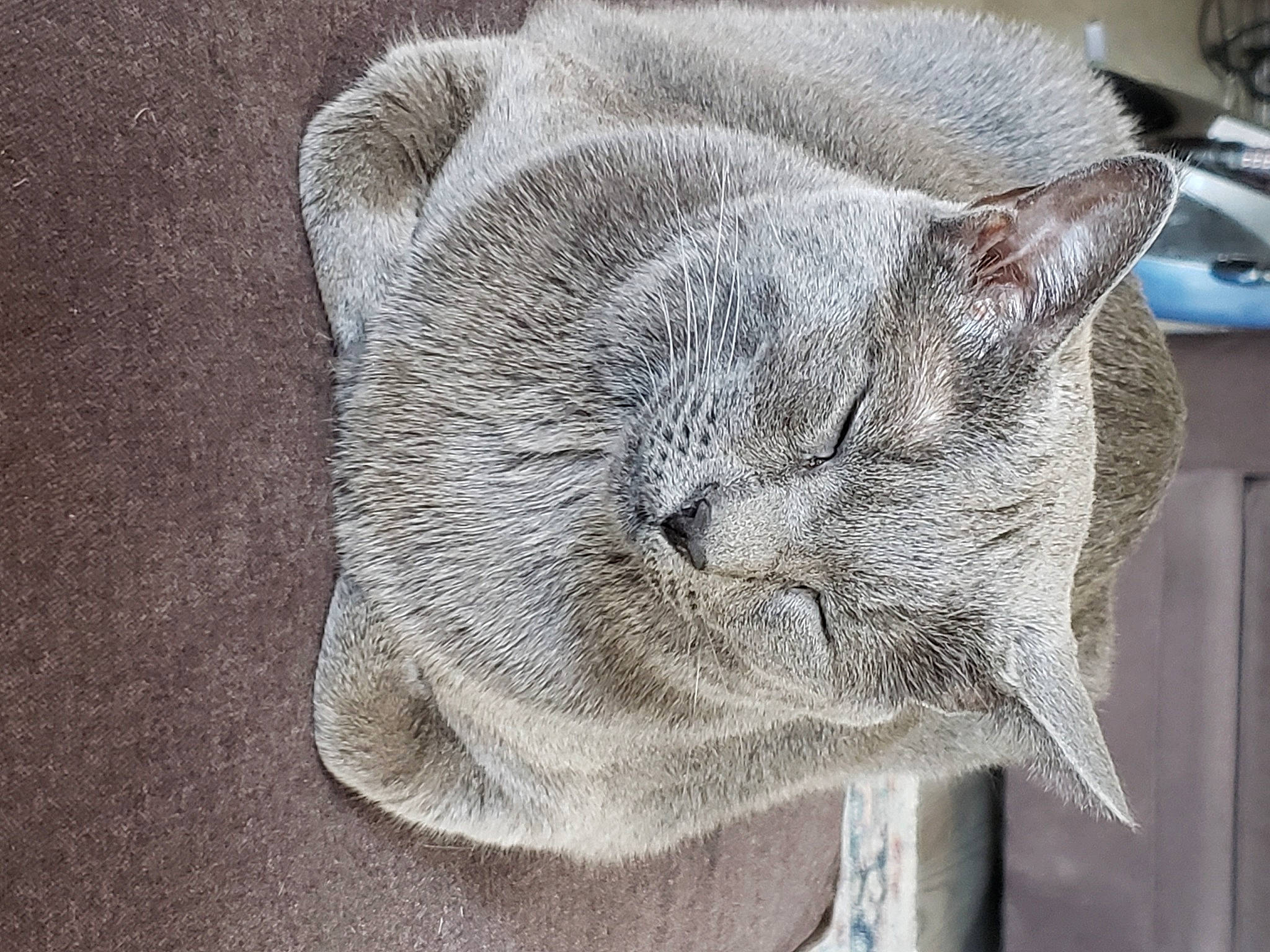 Noctis is registered to the contest to win money with this photo: carnivore, cat, cat_supply, comfort, domestic_short_haired_cat, eye, felidae, fur, grey, head, nap, paw, sleep, small_to_medium_sized_cats, snout, tail, whiskers, window, wool, wrinkle