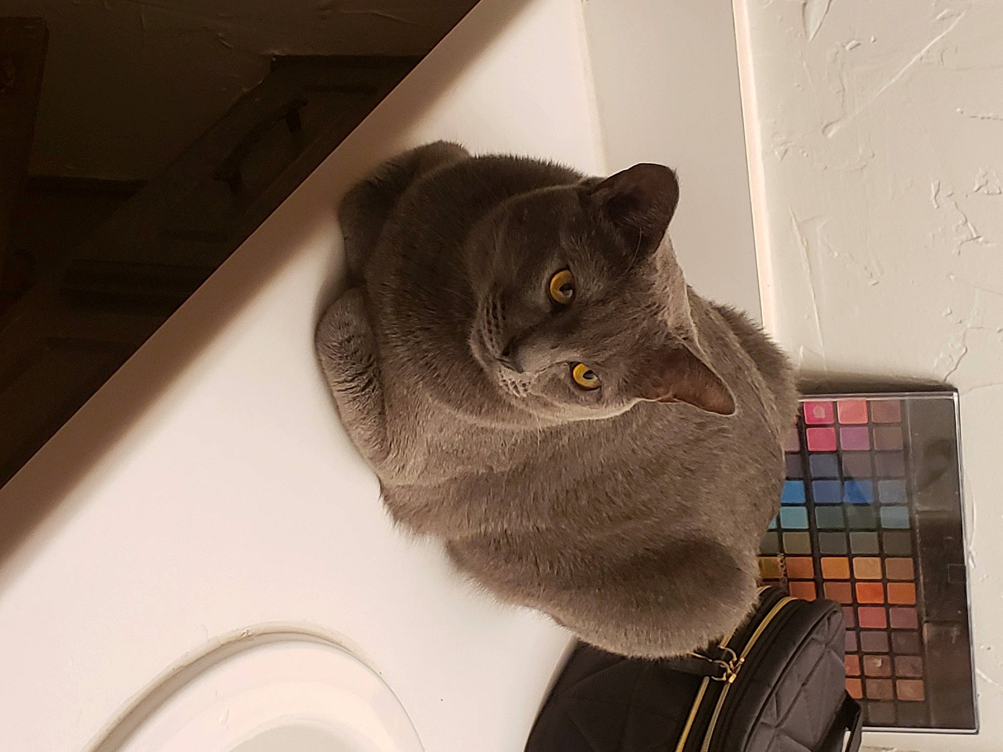 Noctis joined the competition — help win amazing prizes! black_cat, carnivore, cat, domestic_short_haired_cat, felidae, fur, grey, linens, plumbing, plumbing_fixture, room, russian_blue, sculpture, small_to_medium_sized_cats, snout, tail, tartan, whiskers, window, wood