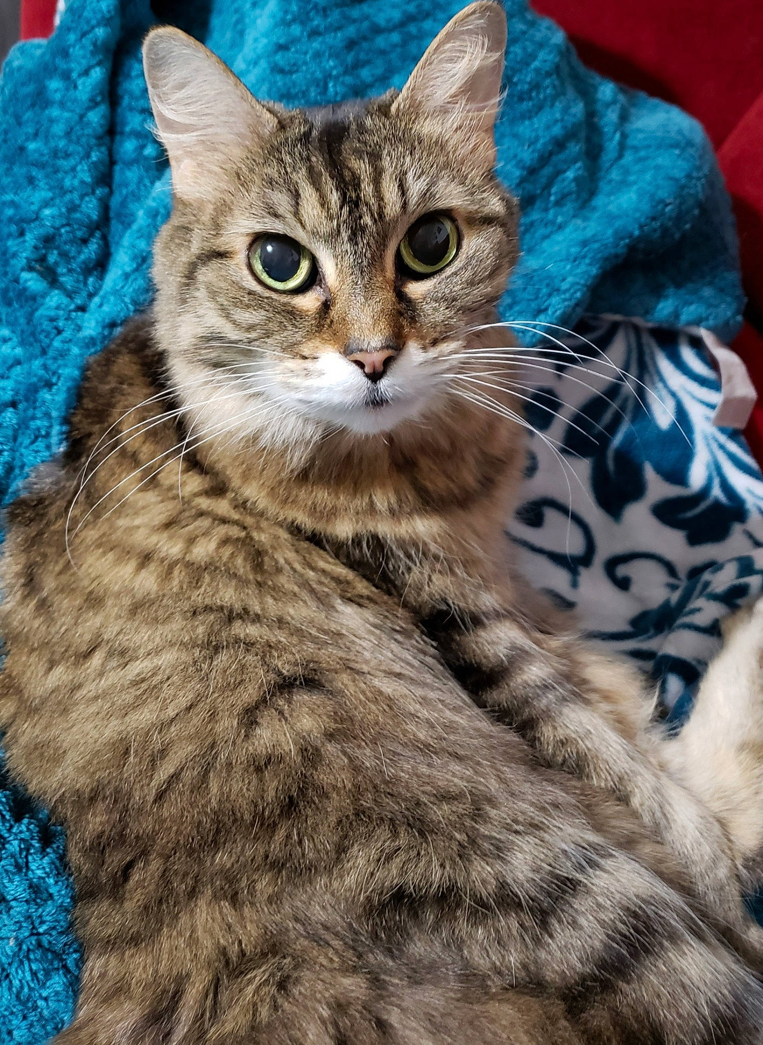 Violet joined the competition — help win amazing prizes! carnivore, cat, claw, domestic_short_haired_cat, felidae, fur, paw, small_to_medium_sized_cats, snout, tail, terrestrial_animal, tree, whiskers, wildlife