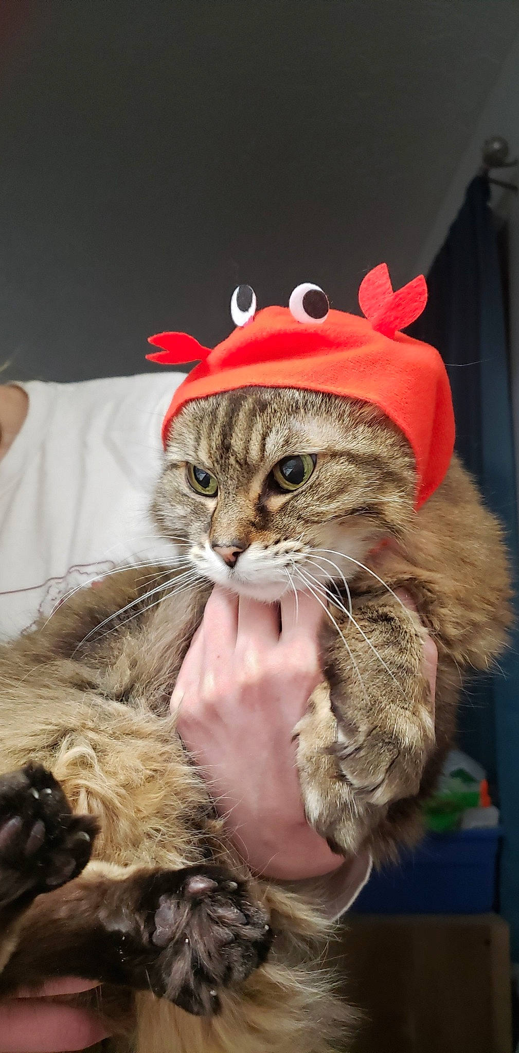 Violet is registered to the contest to win money with this photo: cap, carnivore, cat, claw, costume_hat, domestic_short_haired_cat, event, eye, fashion_accessory, fawn, felidae, fur, fur_clothing, happy, hat, holiday, small_to_medium_sized_cats, snout, whiskers, wildlife