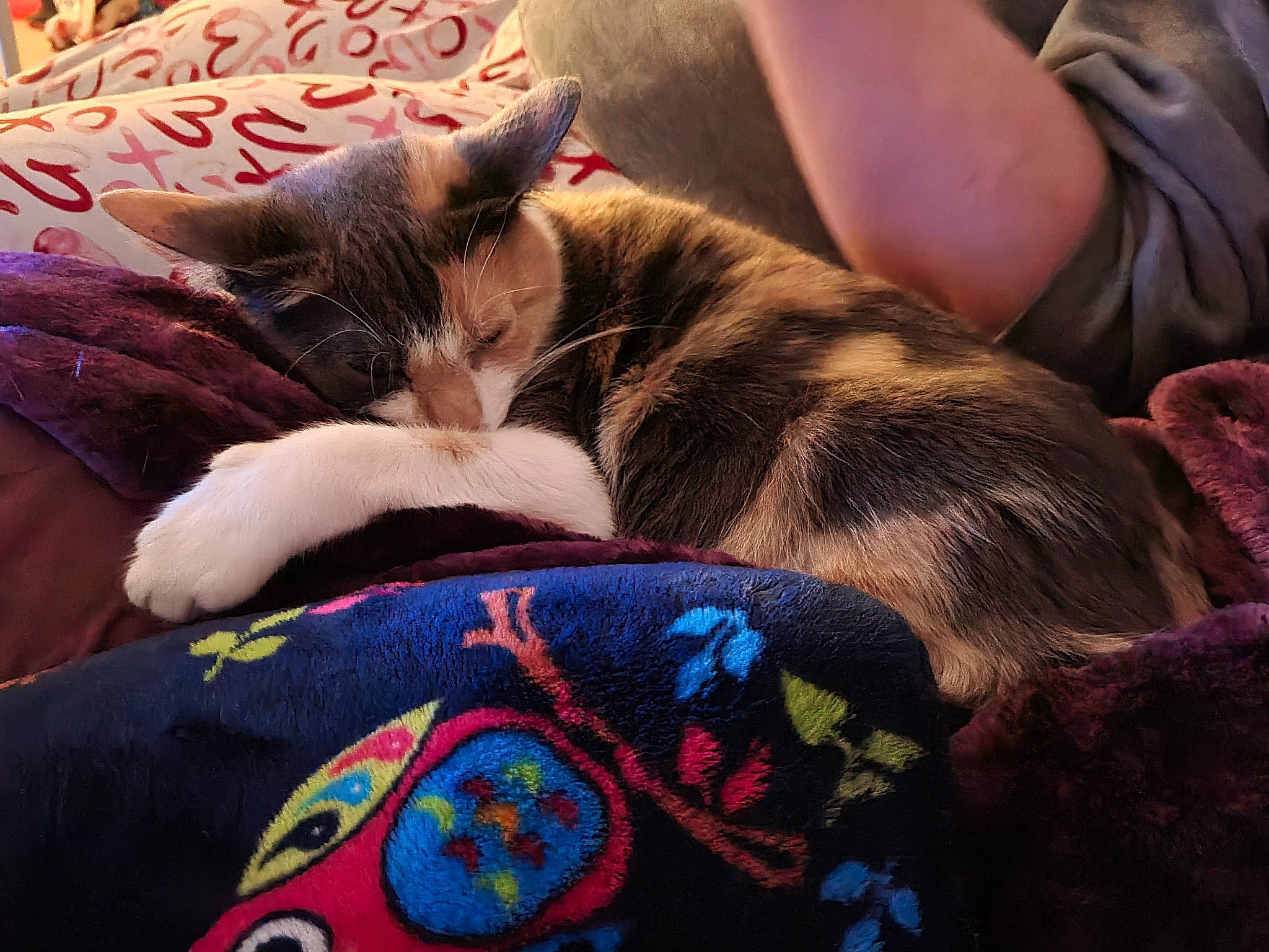 Bessie is registered to the contest to win money with this photo: bed, bedding, carnivore, cat, cloud, comfort, domestic_short_haired_cat, fawn, felidae, fur, human_leg, lap, linens, luggage_and_bags, pattern, small_to_medium_sized_cats, tail, textile, thigh, whiskers