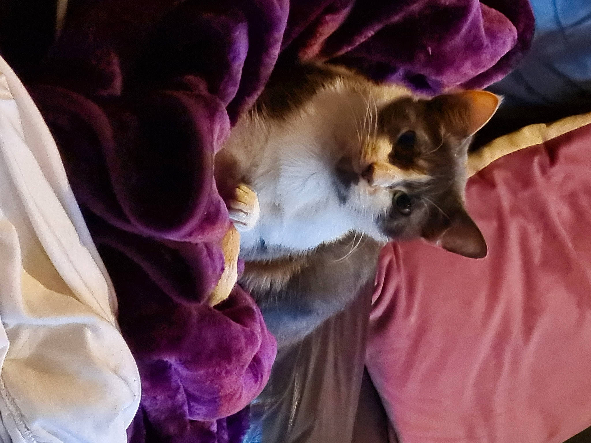 Twiggy joined the competition — help win amazing prizes! balinese, birman, canidae, carnivore, comfort, companion_dog, dog_breed, dog_supply, fawn, felidae, fur, nap, paw, petal, purple, small_to_medium_sized_cats, snout, tail, whiskers, wildlife