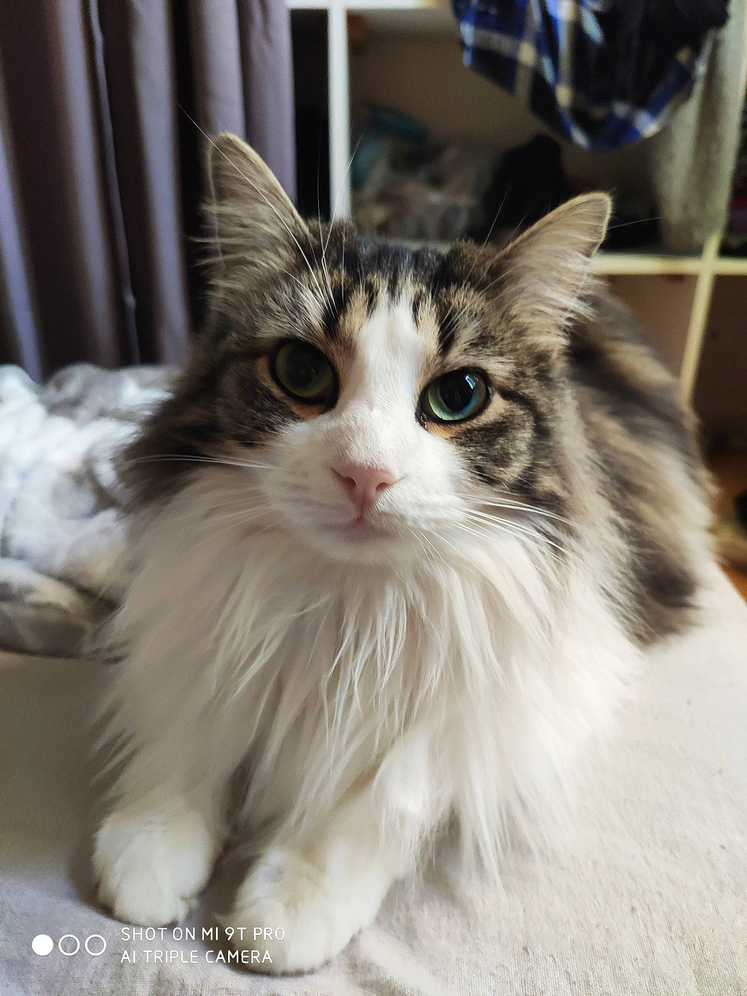 Masha participe au concours pour gagner de l'argent avec cette photo : aegean_cat, american_curl, asian_semi_longhair, british_semi_longhair, carnivore, cat, cymric, domestic_long_haired_cat, felidae, kitten, maine_coon, mammal, norwegian_forest_cat, persian, ragamuffin, siberian, small_to_medium_sized_cats, vertebrate, whiskers