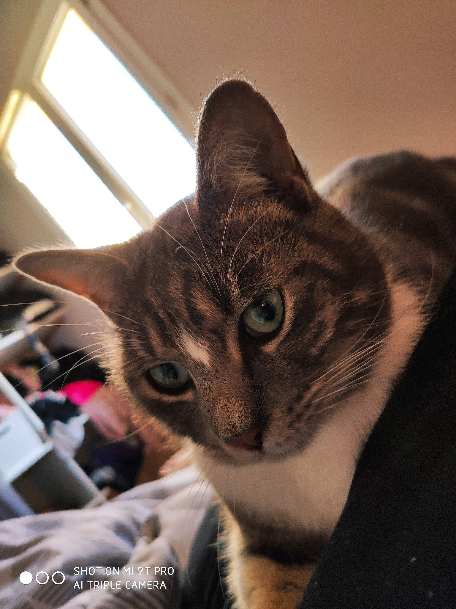 Mishka a rejoint le concours — aidez-le/la à gagner de superbes lots ! asian, carnivore, cat, domestic_short_haired_cat, ear, european_shorthair, eye, felidae, fur, kitten, mammal, small_to_medium_sized_cats, snout, tabby_cat, whiskers