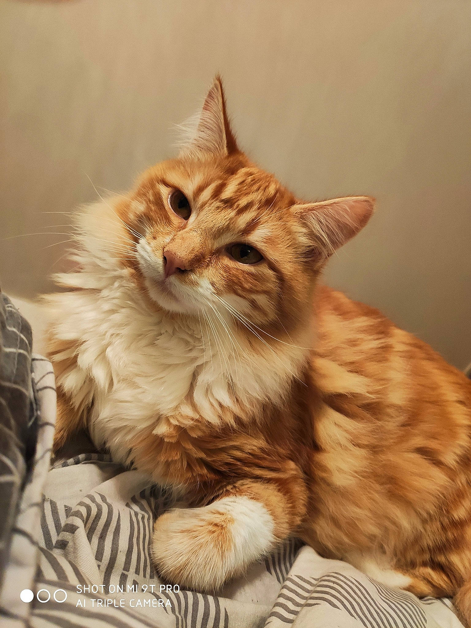 Roucky a rejoint le concours — aidez-le/la à gagner de superbes lots ! asian, australian_mist, british_semi_longhair, carnivore, cat, domestic_long_haired_cat, domestic_short_haired_cat, dragon_li, european_shorthair, felidae, fur, kitten, maine_coon, mammal, norwegian_forest_cat, siberian, small_to_medium_sized_cats, tabby_cat, vertebrate, whiskers