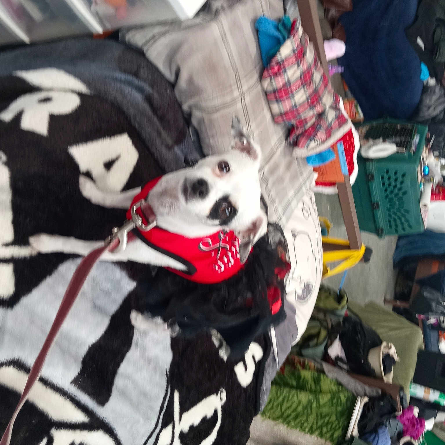 Do.g is registered to the contest to win money with this photo: backpack, bag, canidae, carmine, carnivore, companion_dog, dalmatian, dog, dog_breed, dog_supply, fictional_character, fur, luggage_and_bags, outerwear, pattern, personal_protective_equipment, sporting_group, sports_gear, sportswear, tartan