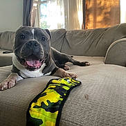 Ludo joined the competition — help win amazing prizes! dog, couch, living_room, toy, happy, pet, indoor, window, curtains, tongue_out, canine, fur, paw, smile, relaxed, domestic_animal, home, furniture, brown, beige