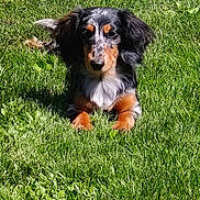 Pongo a rejoint le concours — aidez-le/la à gagner de superbes lots ! dog, dachshund, puppy, grass, outdoor, sunlight, animal, pet, canine, lying_down, black, brown, white, fur, ears, nature, summer, small_dog, cute, relaxing