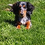 dog, dachshund, puppy, grass, outdoor, sunlight, animal, pet, canine, lying_down, black, brown, white, fur, ears, nature, summer, small_dog, cute, relaxing
