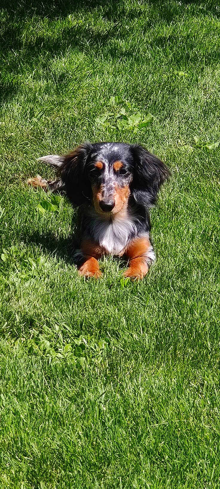 Pongo a rejoint le concours — aidez-le/la à gagner de superbes lots ! dog, dachshund, puppy, grass, outdoor, sunlight, animal, pet, canine, lying_down, black, brown, white, fur, ears, nature, summer, small_dog, cute, relaxing