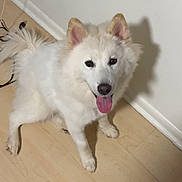 Luna joined the competition — help win amazing prizes! dog, white_dog, fluffy, pet, indoor, floor, wooden_floor, tongue_out, happy, sitting, ears_up, shadow, canine, companion, animal, cute, friendly, domestic_animal, portrait, fur