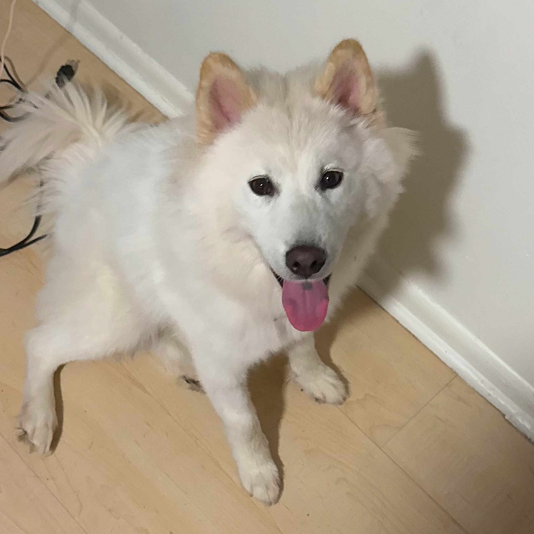 Luna joined the competition — help win amazing prizes! animal, canine, companion, cute, dog, domestic_animal, ears_up, floor, fluffy, friendly, fur, happy, indoor, pet, portrait, shadow, sitting, tongue_out, white_dog, wooden_floor