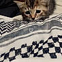 Jannah joined the competition — help win amazing prizes! kitten, cat, animal, pet, young, cute, fur, ears, eyes, black_and_white, pattern, textile, fabric, closeup, indoor, resting, soft, small, curious, cozy