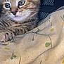 Jannah joined the competition — help win amazing prizes! kitten, cat, tabby, close_up, blue_eyes, fur, whiskers, paw, fabric, pattern, indoor, resting, cute, pet, animal, young, soft, texture, background, curious