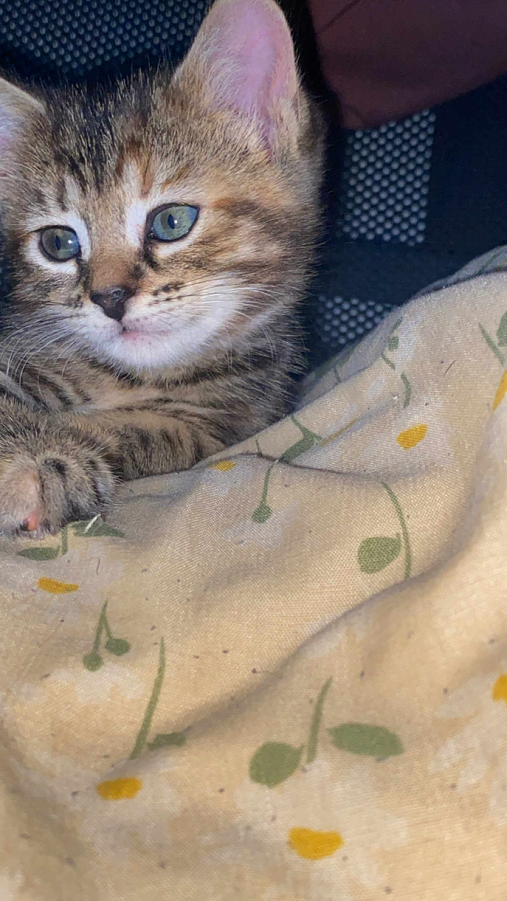 Jannah joined the competition — help win amazing prizes! kitten, cat, tabby, close_up, blue_eyes, fur, whiskers, paw, fabric, pattern, indoor, resting, cute, pet, animal, young, soft, texture, background, curious