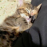 Jannah joined the competition — help win amazing prizes! kitten, sleeping, paw, furry, closeup, cute, cozy, animal, pet, tabby, resting, indoor, soft, fur, young, adorable, comfort, relax, face, small
