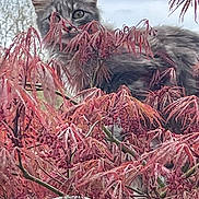 Omaley participe au concours pour gagner de l'argent avec cette photo : animal, branch, cat, curious, cute, foliage, fur, garden, gray_cat, leafy, mammal, nature, outdoor, pet, plant, red_leaves, sky, soft, tree, wildlife