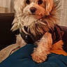 dog, small_dog, fluffy, long_hair, brown_and_white, pet, animal, portrait, sitting, indoors, curtains, blanket, couch, black_clothing, dog_outfit, looking_at_camera, cute, companion_animal, warm_lighting, vertical_photo