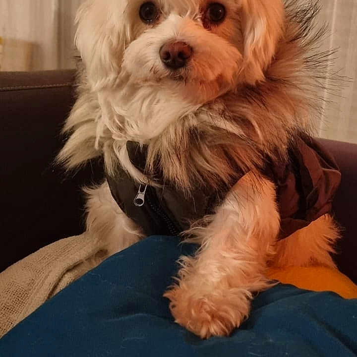 Kira a rejoint le concours — aidez-le/la à gagner de superbes lots ! dog, small_dog, fluffy, long_hair, brown_and_white, pet, animal, portrait, sitting, indoors, curtains, blanket, couch, black_clothing, dog_outfit, looking_at_camera, cute, companion_animal, warm_lighting, vertical_photo