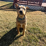 Wrangler joined the competition — help win amazing prizes! dog, grass, outdoor, sunlight, shadow, deck, wood, collar, pet, animal, fence, yard, brown, small_dog, sitting, daylight, house, ears, cute, nature