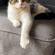 Arthémis a rejoint le concours — aidez-le/la à gagner de superbes lots ! cat, tabby, white_fur, couch, furniture, indoor, pet, relaxed, paw, whiskers, curious, fur, animal, mammal, domestic, cute, closeup, resting, soft_light, cozy