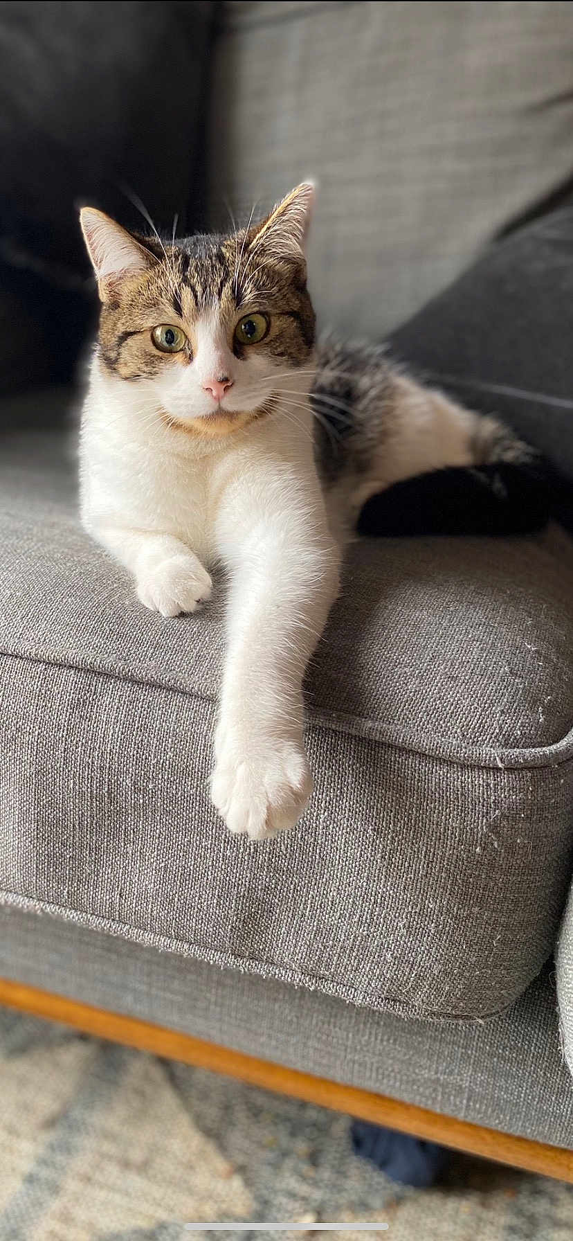 Arthémis a rejoint le concours — aidez-le/la à gagner de superbes lots ! cat, tabby, white_fur, couch, furniture, indoor, pet, relaxed, paw, whiskers, curious, fur, animal, mammal, domestic, cute, closeup, resting, soft_light, cozy