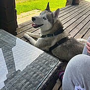 Oreo participe au concours pour gagner de l'argent avec cette photo : animal, black_and_white_fur, blue_eyes, collar, dog, garden, glass_table, harness, house, husky, lying_down, meadow, outdoor, panting, patio, pet, pointed_ears, siberian_husky, sunny, wooden_deck