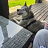 dog, husky, siberian_husky, pet, animal, blue_eyes, black_and_white_fur, pointed_ears, harness, collar, lying_down, panting, outdoor, wooden_deck, patio, glass_table, garden, meadow, sunny, house